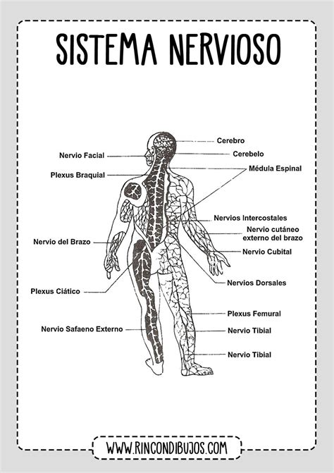 Partes Del Sistema Nervioso Fichas Explicativas