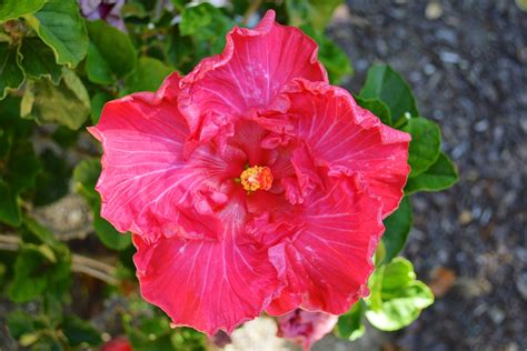 Maybe you would like to learn more about one of these? Tropical Hibiscus in bloom in my garden this week