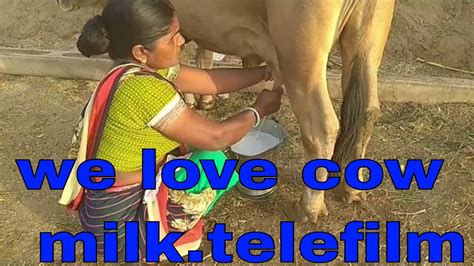 make sure we love cow milk amazing way to milk a cow cow milking by hand beautiful girl youtube