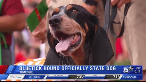 Bluetick Coonhound Official State Dog Youtube