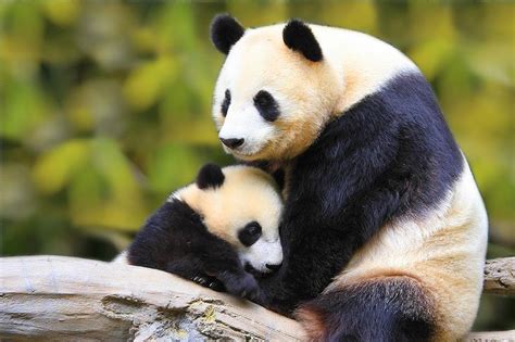 Baby & Mommy panda | Bébés animaux mignons, Bébés animaux, Bébé panda