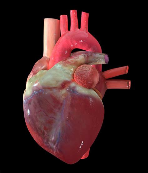 Human Heart Photograph By Polymime Animation Coscience Photo Library