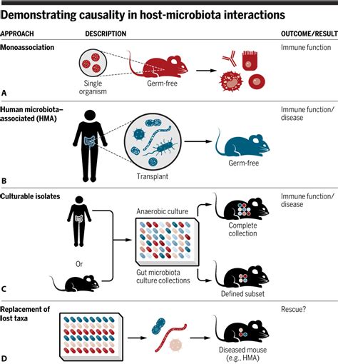 Causal Effects Of The Microbiota On Immune Mediated Diseases Science