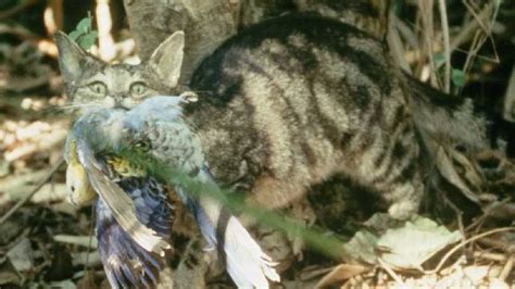 Should We Be Shooting Feral Cats To Protect The Riverina Have Your Say
