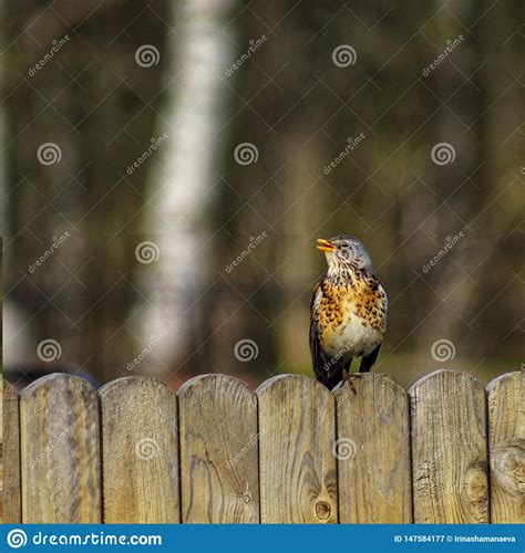 Fieldfare Turdus Pilaris Sitting On Grass In Early Spring Looking For