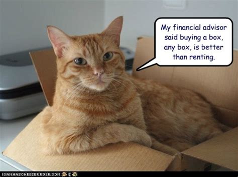 We all need some help with the family finances. My financial advisor said... | Cats, Funny cats, Silly cats