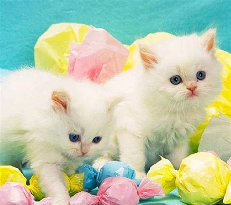 Easter Kitten Cat Easter Hd Wallpaper Peakpx