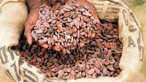 Ghana Cote Divoire Make History By Dictating Cocoa Price Africa Briefing