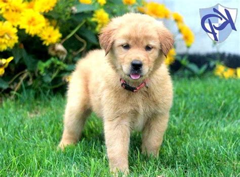 We take reservations for our akc registered golden retriever puppies for sale. Golden Retriever Mix Puppies For Sale In Pa | PETSIDI