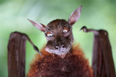 This Bat Gives A Cheeky Smile As He Gobbles Down His Food At Singapore