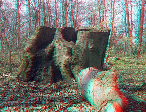 3d Redcyan Anaglyph Im Wald In The Forest Fotografier Flickr