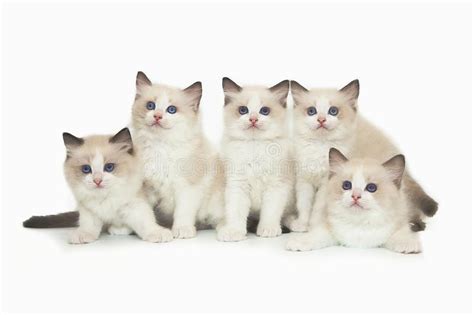 Five Cute White Ragdoll Kitten On White Background Stock