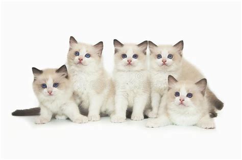 Are you looking for cute white background design images templates psd or png vectors files? Five Cute White Ragdoll Kitten On White Background. Stock ...