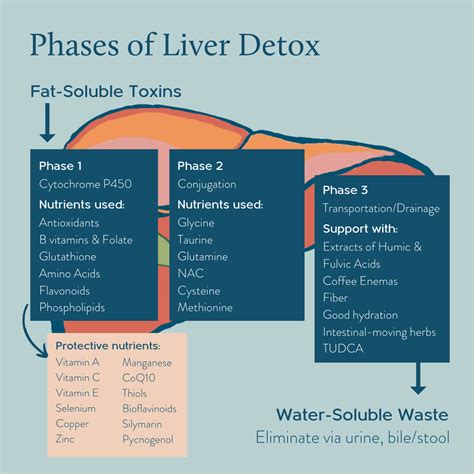 Unlocking Vital Insights Your Liver Detox Phases And Drainage