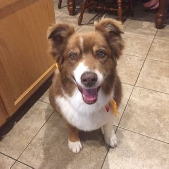 What benefits can pets experience when they're in your care? Noah's Ark Dog & Cat Grooming - 54 Photos & 54 Reviews ...