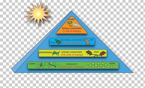 Energy Flow Ecosystem Ecological Pyramid Ecology Food Chain Png