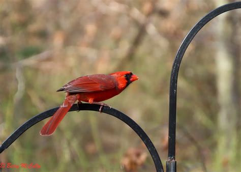 Cardinal Cardinalis Cardinalis New York Nature
