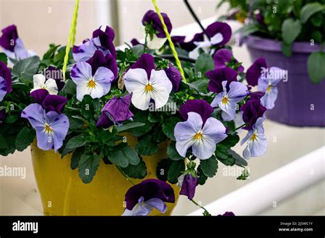Flower Pot With Blue Pansies In A Greenhouse Stock Photo Alamy