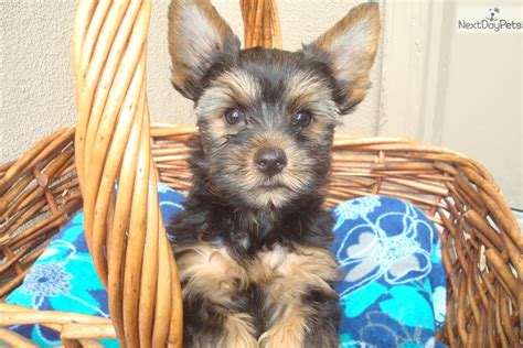 White yorkies are the yorkshire terriers that are white in color. Blue & Gold male | Yorkshire Terrier - Yorkie puppy for ...