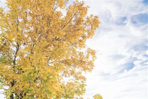 Changing Season Texas Cedar Elm Leaves Turn Yellow From Green Stock