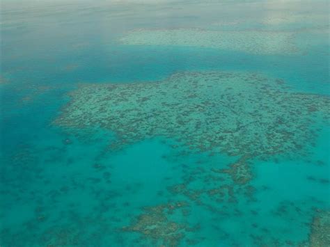 Researchers Lure Fish To Great Barrier Reef Using