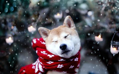 Download and use 100,000+ cute wallpaper stock photos for free. Cute Winter Animal Wallpaper | Backgrounds | Photos ...