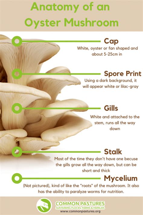Lets Talk About Oyster Mushrooms Common Pastures