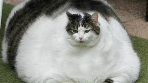 Epic Fail Fat Cat