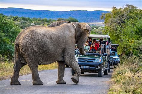 14 Day Cape Town And Kwazulu Natal Safari Tour Package Hluhluwe Game