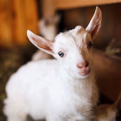 White And Cute Baby Goats In A Barn Stock Photo Image Of Healthy