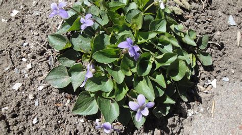 Add purple flowers to your entryway so that guests feel calm and welcome upon entry. Small purple flowers in leaf bunches...is this a weed ...
