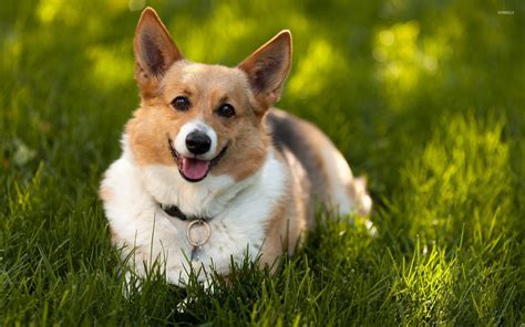 Happy Corgi Resting In The Grass Wallpaper Animal Wallpapers 50570