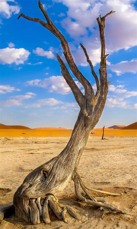 Dry Tree Clounds Sky 4k Hd Wallpapers Hd Wallpapers Id 31880