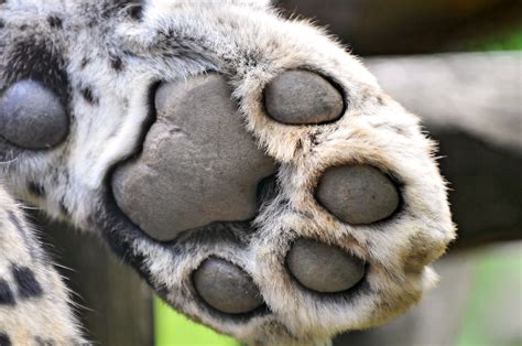 Leopards Paw Closeup Of The Paw Of A Persian Leopard Of T Flickr