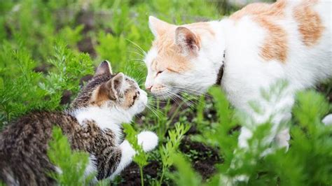 Und zwar haben wir ein 7 1/2 wochen junges kitten bei uns.(neben den beiden. Leukose bei Katzen (FeLV): Diagnose & Impfung | tiergesund.de