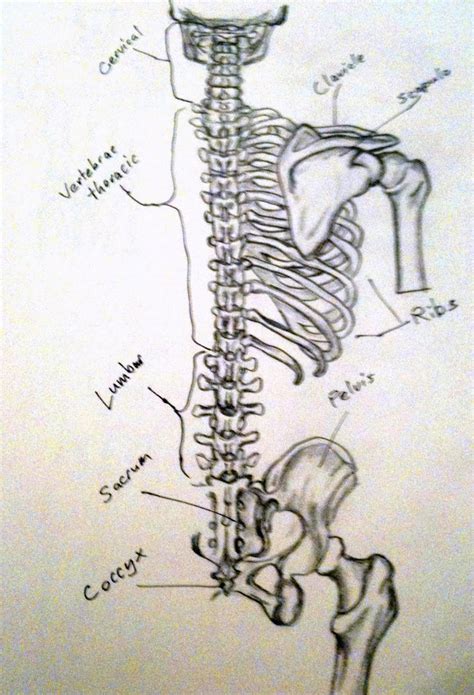 Torso Skeletal Structure Back By Navad108 On Deviantart