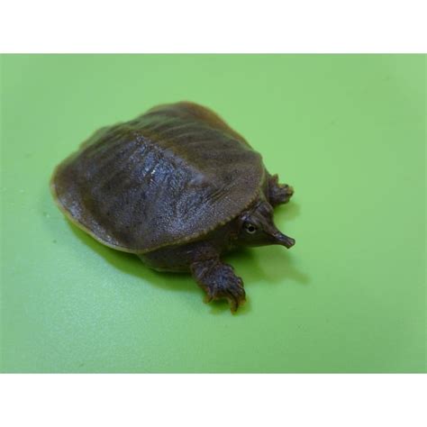 Spiny Softshell Turtle - captive bred baby - Strictly Reptiles