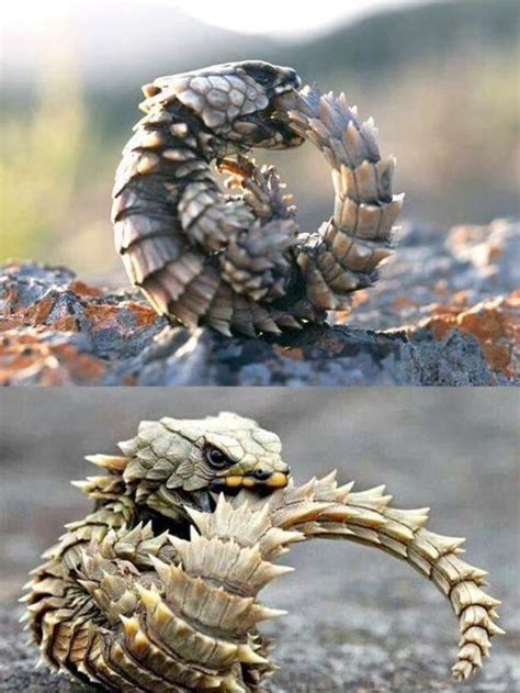 The armadillo lizard bites its own tail to roll up into a ball as a