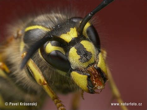 Common Wasp Photos Common Wasp Images Nature Wildlife Pictures