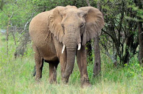 African Forest Elephant - Facts, Diet, Behavior, Lifestyle, Pictures
