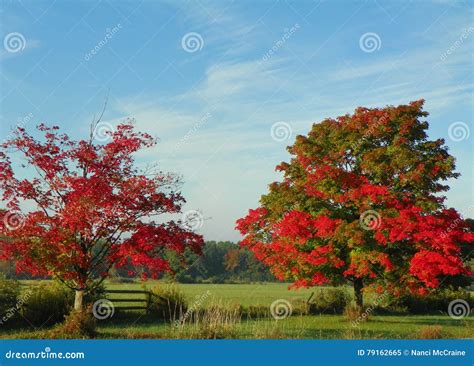 Fall In The Country With Red Maple Trees Split Rail Fence And B Stock