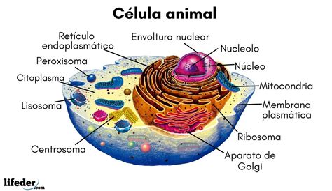 Sintético 129 Dibujos De La Celula Animal Y Vegetal Con Sus Partes