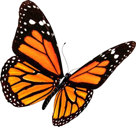 Download Flying Butterflies Png Transparent Image Monarch Butterfly