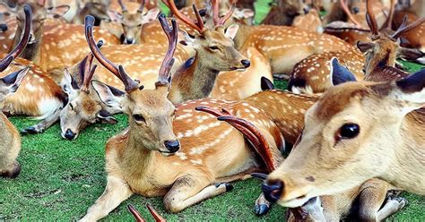 Admission to top 5 chicago attractions to your lists. Every Summer, This Strange Phenomenon Happens at Nara Deer ...