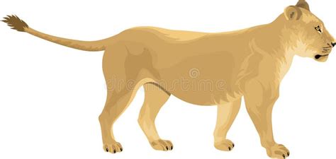 Vector Female Lion Lioness Stock Vector Illustration Of Predator