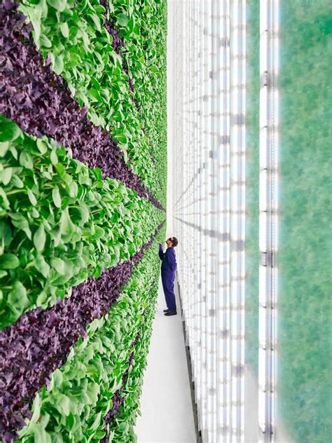 Vertical Farming Firms Expanding Distribution Across Country