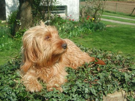 The body is short backed. Resting Griffon Fauve de Bretagne dog photo and wallpaper ...