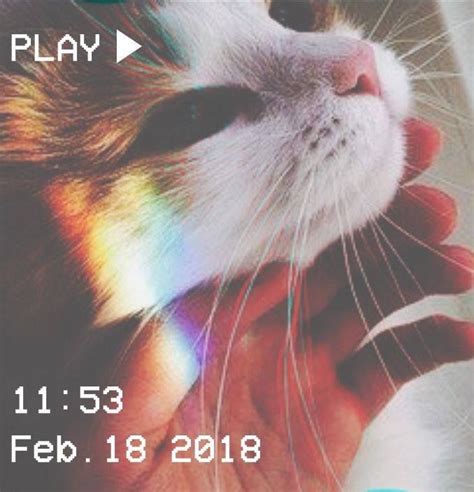 Maybe you would like to learn more about one of these? Untitled | Cat aesthetic, Cute cats, Cat wallpaper