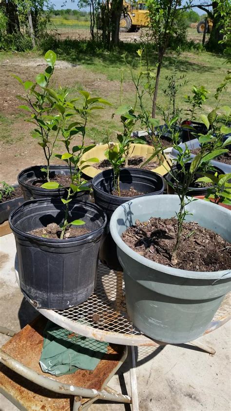 Honeycrisp apple (245) starting at $52.99 bartlett pear (100) starting at $52.99 easy to grow! Fruit trees & house plants for sale in Temple, TX - 5miles ...