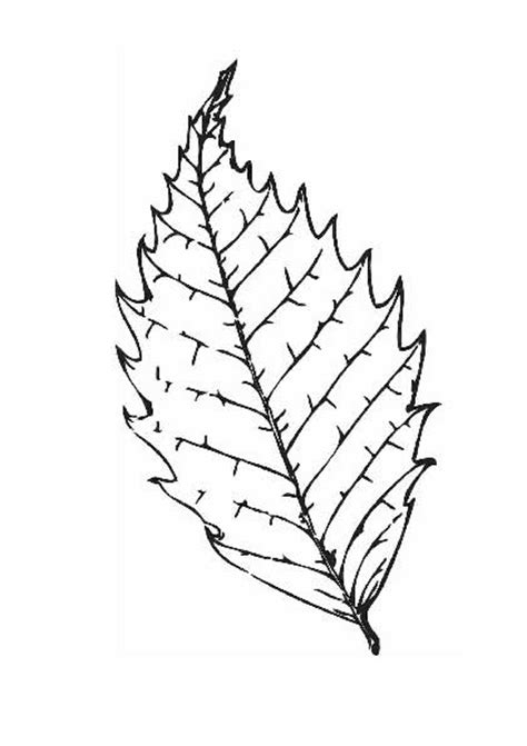 Tree leaves coloring pages for kids to print for free
